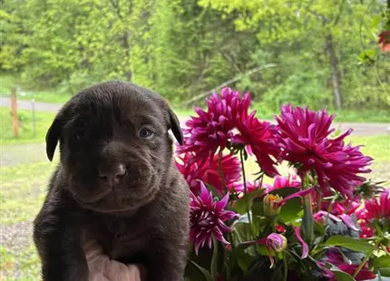 Labrador Retriever puppy